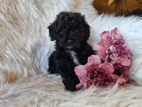 Jade, a female Bichon Frise and Poodle - Toy  for sale in Crawfordsville, IN – Photo 7 of 7
