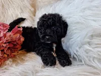 Jade, a female Bichon Frise and Poodle - Toy  for sale in Crawfordsville, IN – Photo 6 of 7