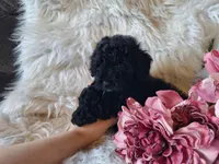 Jade, a female Bichon Frise and Poodle - Toy  for sale in Crawfordsville, IN – Photo 2 of 7