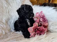 Jade, a female Bichon Frise and Poodle - Toy  for sale in Crawfordsville, IN – Photo 1 of 7