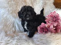 Jade, a female Bichon Frise and Poodle - Toy  for sale in Crawfordsville, IN – Photo 3 of 7