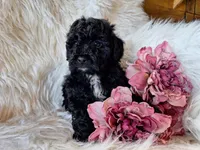Jade, a female Bichon Frise and Poodle - Toy  for sale in Crawfordsville, IN – Photo 4 of 7