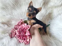 Bunny, a female Yorkshire Terrier for sale in Crawfordsville, IN – Photo 1 of 7