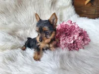Bunny, a female Yorkshire Terrier for sale in Crawfordsville, IN – Photo 4 of 7