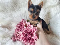 Bunny, a female Yorkshire Terrier for sale in Crawfordsville, IN – Photo 3 of 7