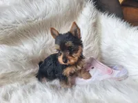 Bunny, a female Yorkshire Terrier for sale in Crawfordsville, IN – Photo 6 of 7