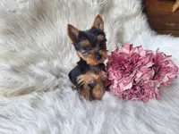 Bunny, a female Yorkshire Terrier for sale in Crawfordsville, IN – Photo 2 of 7