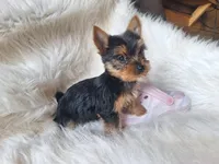 Bunny, a female Yorkshire Terrier for sale in Crawfordsville, IN – Photo 7 of 7