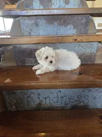 Homer, a male Maltese and Poodle - Miniature  for sale in Crawfordsville, IN – Photo 7 of 9