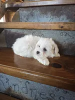Homer, a male Maltese and Poodle - Miniature  for sale in Crawfordsville, IN – Photo 3 of 9