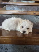 Homer, a male Maltese and Poodle - Miniature  for sale in Crawfordsville, IN – Photo 4 of 9