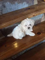 Homer, a male Maltese and Poodle - Miniature  for sale in Crawfordsville, IN – Photo 9 of 9