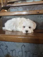 Homer, a male Maltese and Poodle - Miniature  for sale in Crawfordsville, IN – Photo 2 of 9
