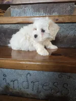 Homer, a male Maltese and Poodle - Miniature  for sale in Crawfordsville, IN – Photo 8 of 9