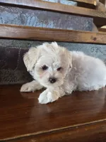 Homer, a male Maltese and Poodle - Miniature  for sale in Crawfordsville, IN – Photo 5 of 9