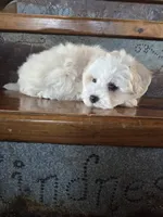 Homer, a male Maltese and Poodle - Miniature  for sale in Crawfordsville, IN – Photo 6 of 9