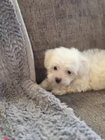 Hope, a female Maltese and Poodle - Toy  for sale in Crawfordsville, IN – Photo 7 of 7