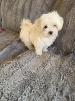Hope, a female Maltese and Poodle - Toy  for sale in Crawfordsville, IN – Photo 4 of 7
