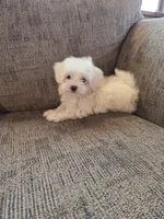 Hope, a female Maltese and Poodle - Toy  for sale in Crawfordsville, IN – Photo 6 of 7