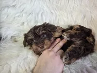 Teddy SALE, a male Yorkshire Terrier for sale in Crawfordsville, IN – Photo 5 of 7