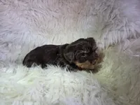 Teddy SALE, a male Yorkshire Terrier for sale in Crawfordsville, IN – Photo 3 of 7