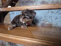 Teddy SALE, a male Yorkshire Terrier for sale in Crawfordsville, IN – Photo 7 of 7