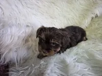 Teddy SALE, a male Yorkshire Terrier for sale in Crawfordsville, IN – Photo 1 of 7