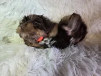 Teddy SALE, a male Yorkshire Terrier for sale in Crawfordsville, IN – Photo 2 of 7