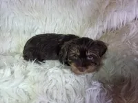 Teddy SALE, a male Yorkshire Terrier for sale in Crawfordsville, IN – Photo 6 of 7