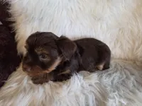 Milo, a male Yorkshire Terrier for sale in Crawfordsville, IN – Photo 3 of 8