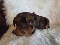 Milo, a male Yorkshire Terrier for sale in Crawfordsville, IN – Photo 4 of 8