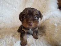 Milo, a male Yorkshire Terrier for sale in Crawfordsville, IN – Photo 6 of 8