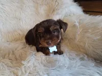 Milo, a male Yorkshire Terrier for sale in Crawfordsville, IN – Photo 2 of 8