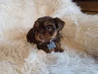 Milo, a male Yorkshire Terrier for sale in Crawfordsville, IN – Photo 1 of 8