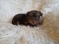 Milo, a male Yorkshire Terrier for sale in Crawfordsville, IN – Photo 7 of 8