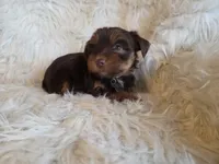 Milo, a male Yorkshire Terrier for sale in Crawfordsville, IN – Photo 8 of 8