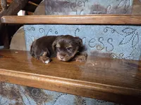 Milo, a male Yorkshire Terrier for sale in Crawfordsville, IN – Photo 5 of 8