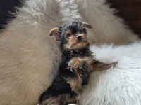 Ruby, a female Yorkshire Terrier for sale in Crawfordsville, IN – 2 of 5