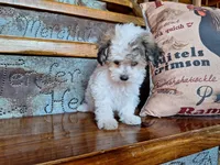 Lily, a female Bichon Frise and Poodle - Toy  for sale in Crawfordsville, IN – Photo 6 of 8