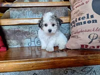 Lily, a female Bichon Frise and Poodle - Toy  for sale in Crawfordsville, IN – Photo 4 of 8