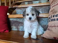 Lily, a female Bichon Frise and Poodle - Toy  for sale in Crawfordsville, IN – Photo 2 of 8
