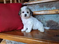 Lily, a female Bichon Frise and Poodle - Toy  for sale in Crawfordsville, IN – Photo 8 of 8