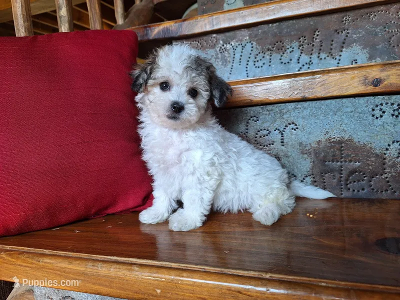 Lily – Bichon Frise, Poodle - Toy  puppy for sale in Crawfordsville, IN
