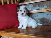 Lily, a female Bichon Frise and Poodle - Toy  for sale in Crawfordsville, IN – Photo 1 of 8