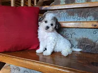 Lily, a female Bichon Frise and Poodle - Toy  for sale in Crawfordsville, IN – Photo 7 of 8