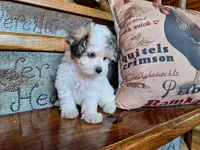 Lily, a female Bichon Frise and Poodle - Toy  for sale in Crawfordsville, IN – Photo 5 of 8