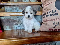 Lily, a female Bichon Frise and Poodle - Toy  for sale in Crawfordsville, IN – Photo 3 of 8