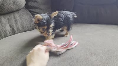 Romeo, a male Yorkshire Terrier for sale in Crawfordsville, IN – 4 of 4