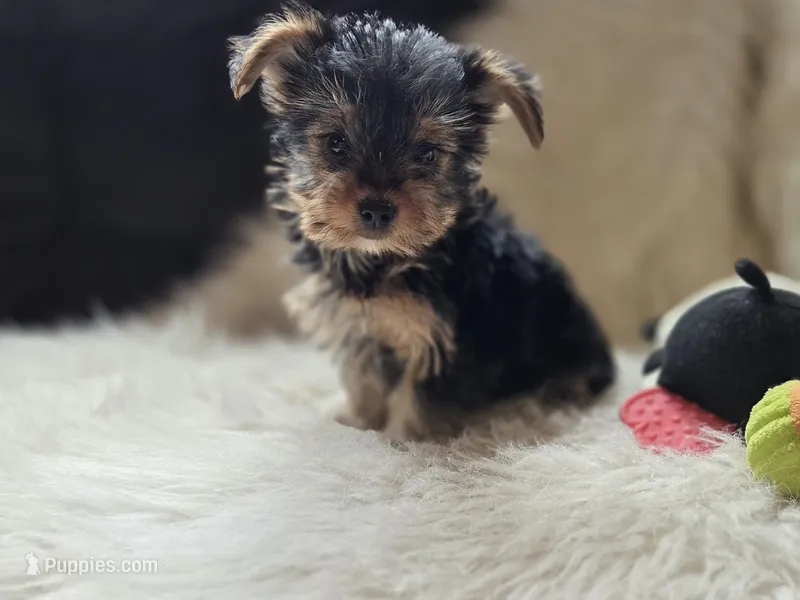 Ruby – Yorkshire Terrier puppy for sale in Crawfordsville, IN