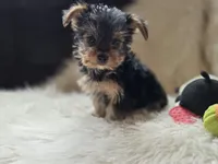 Ruby, a female Yorkshire Terrier for sale in Crawfordsville, IN – 1 of 5
